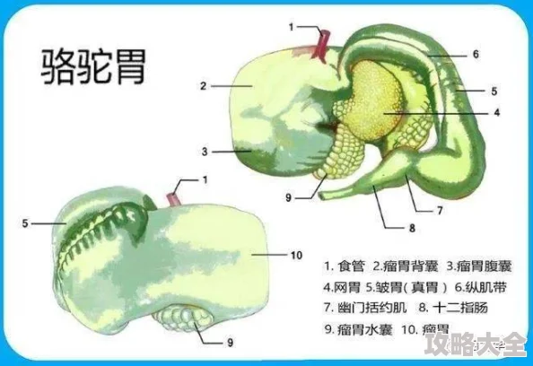 森林如何吸收水分 | 探索森林的独特饮水机制